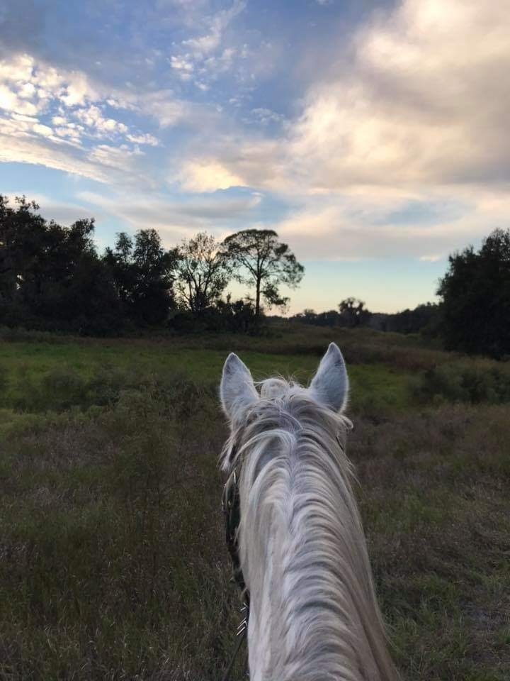 horseback Blank Meme Template