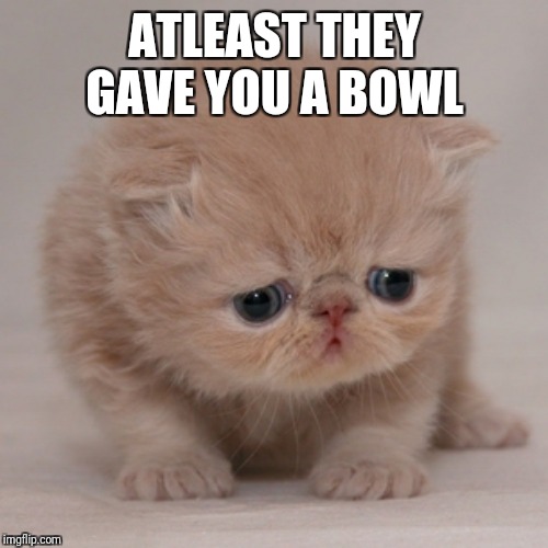 Cute Cat is Sad | ATLEAST THEY GAVE YOU A BOWL | image tagged in cute cat is sad | made w/ Imgflip meme maker