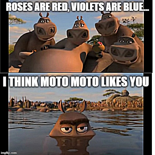 Moto Moto | ROSES ARE RED, VIOLETS ARE BLUE... I THINK MOTO MOTO LIKES YOU | image tagged in moto moto | made w/ Imgflip meme maker