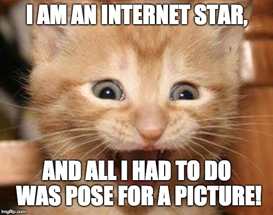 Excited Cat Meme | I AM AN INTERNET STAR, AND ALL I HAD TO DO WAS POSE FOR A PICTURE! | image tagged in memes,excited cat | made w/ Imgflip meme maker