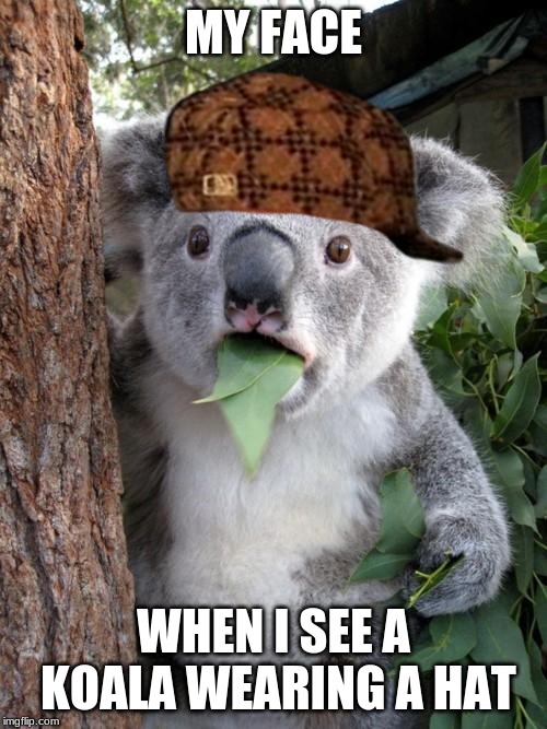 Surprised Koala Meme | MY FACE; WHEN I SEE A KOALA WEARING A HAT | image tagged in memes,surprised koala | made w/ Imgflip meme maker