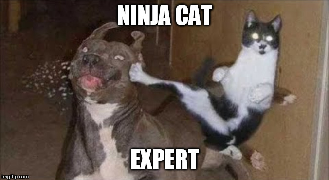 ninja cat | NINJA CAT; EXPERT | image tagged in ninja cat,memes | made w/ Imgflip meme maker