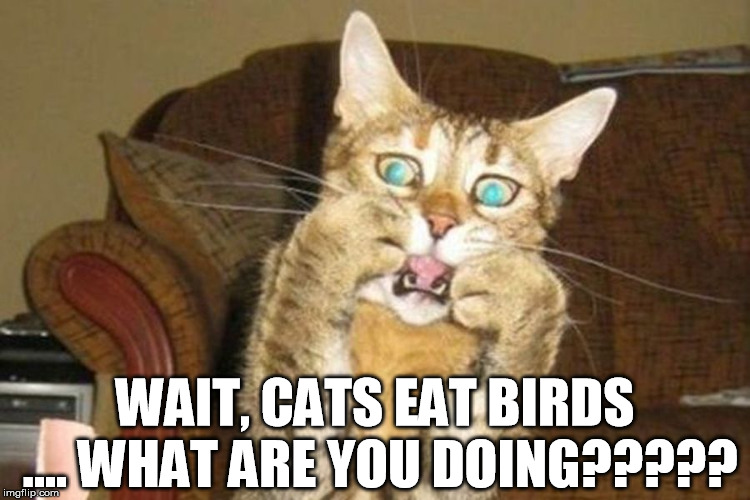 shocked cat | WAIT, CATS EAT BIRDS .... WHAT ARE YOU DOING????? | image tagged in shocked cat | made w/ Imgflip meme maker