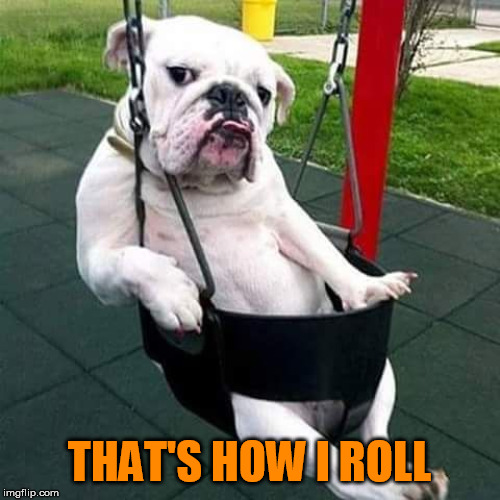 bulldog thug | THAT'S HOW I ROLL | image tagged in bulldog thug | made w/ Imgflip meme maker