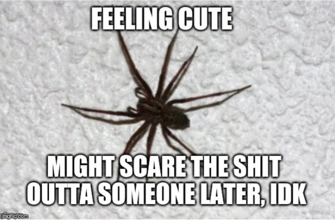 Feeling cute spider | image tagged in feeling cute spider | made w/ Imgflip meme maker
