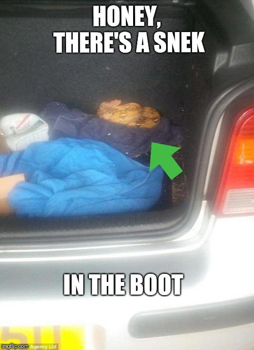 Snek in the boot | HONEY, THERE'S A SNEK; IN THE BOOT | image tagged in snek,snake,memes,cars | made w/ Imgflip meme maker