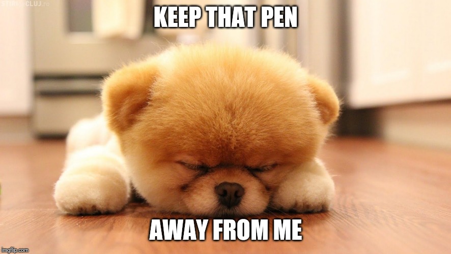 Sleeping dog | KEEP THAT PEN AWAY FROM ME | image tagged in sleeping dog | made w/ Imgflip meme maker