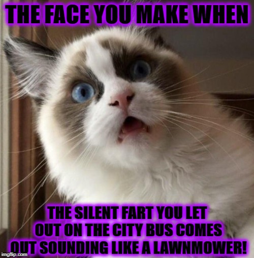 THE FACE YOU MAKE | THE FACE YOU MAKE WHEN; THE SILENT FART YOU LET OUT ON THE CITY BUS COMES OUT SOUNDING LIKE A LAWNMOWER! | image tagged in the face you make | made w/ Imgflip meme maker