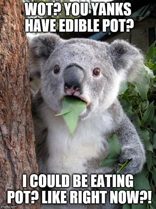 Surprised Koala Meme | WOT? YOU YANKS HAVE EDIBLE POT? I COULD BE EATING POT? LIKE RIGHT NOW?! | image tagged in memes,surprised koala | made w/ Imgflip meme maker