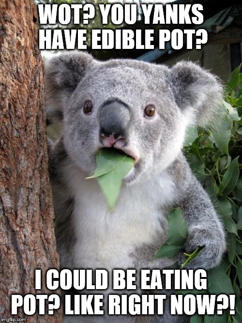 Surprised Koala | WOT? YOU YANKS HAVE EDIBLE POT? I COULD BE EATING POT? LIKE RIGHT NOW?! | image tagged in memes,surprised koala | made w/ Imgflip meme maker