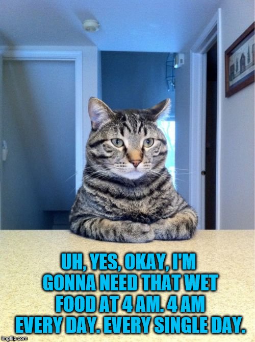 Take A Seat Cat | UH, YES, OKAY, I'M GONNA NEED THAT WET FOOD AT 4 AM. 4 AM EVERY DAY. EVERY SINGLE DAY. | image tagged in memes,take a seat cat | made w/ Imgflip meme maker
