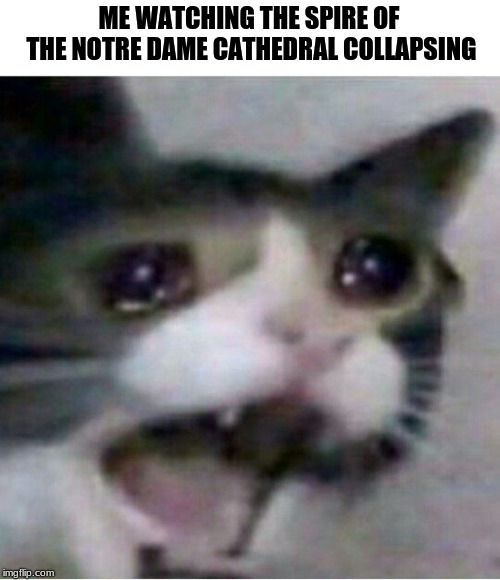 crying cat | ME WATCHING THE SPIRE OF THE NOTRE DAME CATHEDRAL COLLAPSING | image tagged in crying cat | made w/ Imgflip meme maker