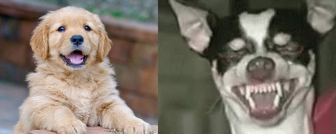 High Quality Puppy evil dog Blank Meme Template
