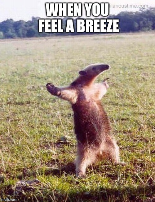 WHEN YOU FEEL A BREEZE | image tagged in fight me anteater,funny | made w/ Imgflip meme maker