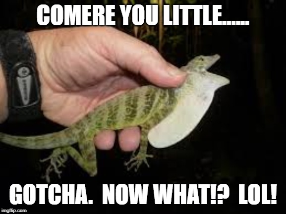 COMERE YOU LITTLE...... GOTCHA.  NOW WHAT!?  LOL! | made w/ Imgflip meme maker