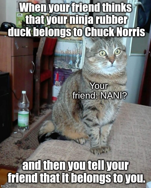 Surprise, Surprise! | When your friend thinks that your ninja rubber duck belongs to Chuck Norris; Your friend: NANI? and then you tell your friend that it belongs to you. | image tagged in nani cat,cats,nani,memes,ninja rubber duck,chuck norris | made w/ Imgflip meme maker