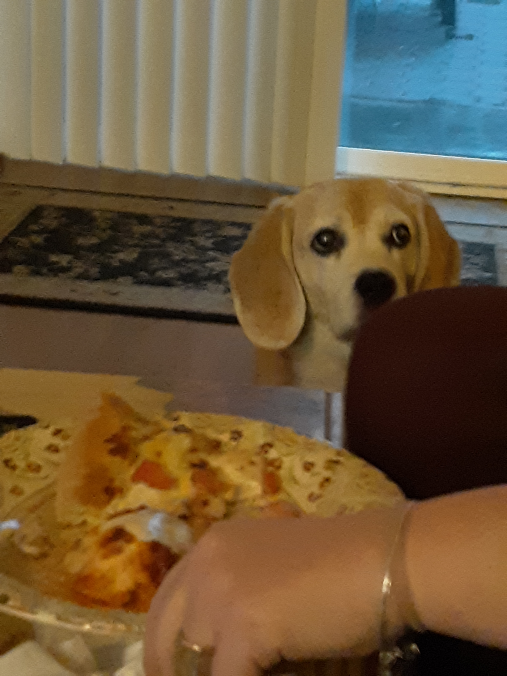 High Quality Toby the beagle Blank Meme Template
