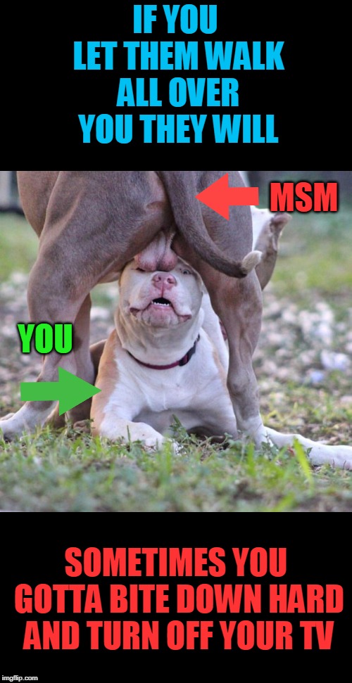 Kill your tv | IF YOU LET THEM WALK ALL OVER YOU THEY WILL; MSM; YOU; SOMETIMES YOU GOTTA BITE DOWN HARD AND TURN OFF YOUR TV | image tagged in dog balls,msm,kill your tv,politics,liars | made w/ Imgflip meme maker