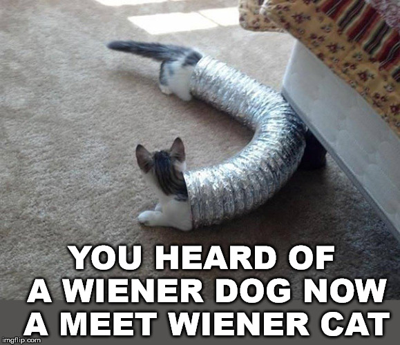 New kind of cat | YOU HEARD OF A WIENER DOG NOW A MEET WIENER CAT | image tagged in cats,funny meme,wiener | made w/ Imgflip meme maker