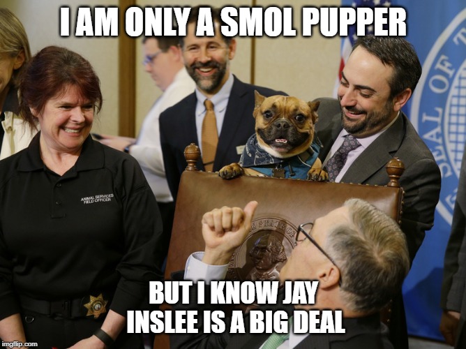 Jay Inslee is running for president and his climate change agenda masks an amazing progressive resume. More at r/Inslee2020 | I AM ONLY A SMOL PUPPER; BUT I KNOW JAY INSLEE IS A BIG DEAL | image tagged in inslee,dog,doggo,climate change,pupper,big deal | made w/ Imgflip meme maker