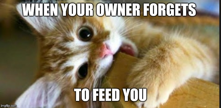 WHEN YOUR OWNER FORGETS; TO FEED YOU | image tagged in life | made w/ Imgflip meme maker