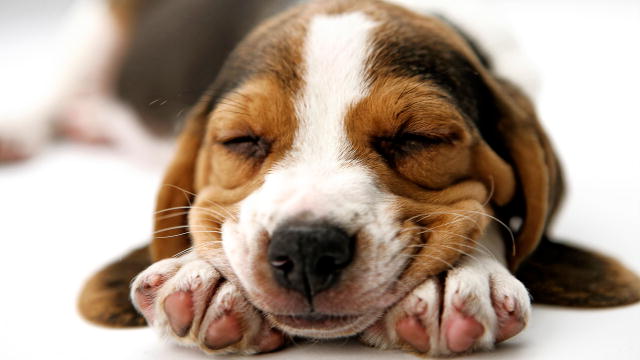 Dreaming Beagle Puppy Blank Meme Template