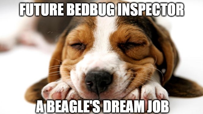 FUTURE BEDBUG INSPECTOR | FUTURE BEDBUG INSPECTOR; A BEAGLE'S DREAM JOB | image tagged in dreaming beagle puppy,bedbugs,puppy,dreams,cute puppies,sleeping | made w/ Imgflip meme maker