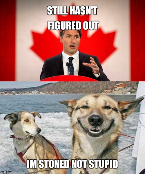 A dog has more honor | STILL HASN'T FIGURED OUT; IM STONED NOT STUPID | image tagged in memes,original stoner dog,justin trudeau | made w/ Imgflip meme maker