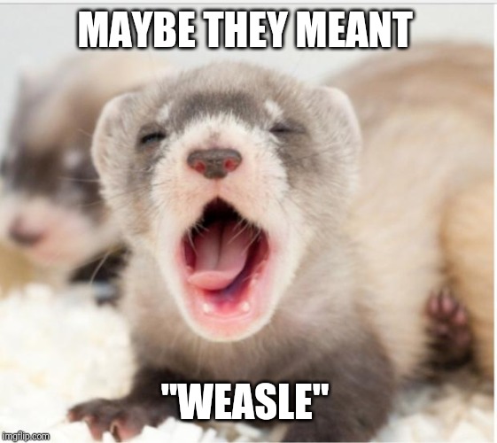Ferret sleepy | MAYBE THEY MEANT "WEASLE" | image tagged in ferret sleepy | made w/ Imgflip meme maker