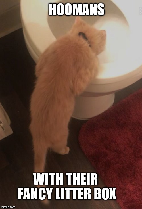 HOOMANS; WITH THEIR FANCY LITTER BOX | image tagged in funny cats,funny memes,toilet humor | made w/ Imgflip meme maker
