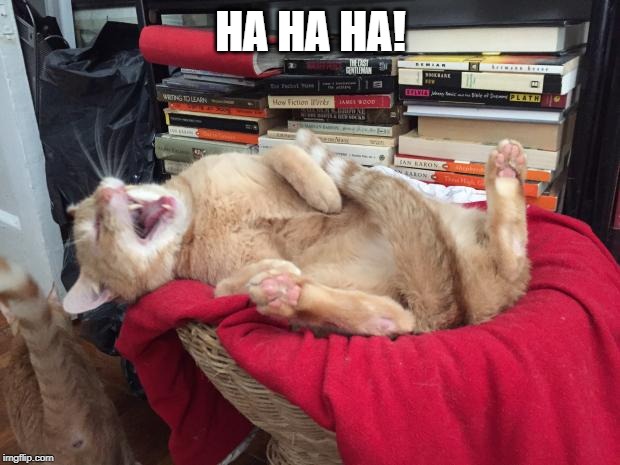 Cat Laughs | HA HA HA! | image tagged in cat laughs | made w/ Imgflip meme maker