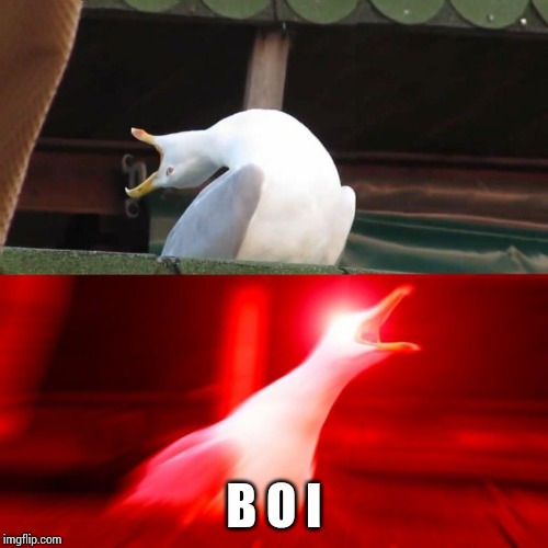 BOY seagull | B O I | image tagged in boy seagull | made w/ Imgflip meme maker