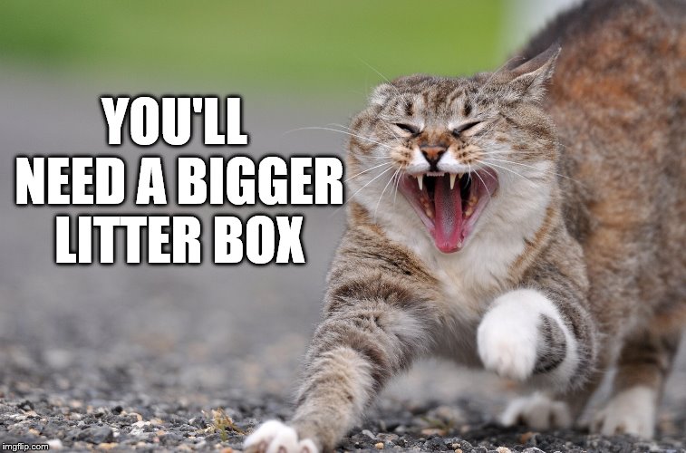 pissed cat | YOU'LL NEED A BIGGER LITTER BOX | image tagged in pissed cat | made w/ Imgflip meme maker