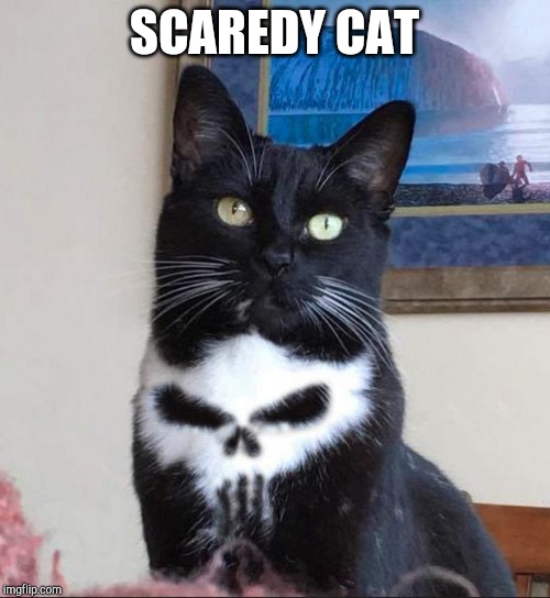 SCAREDY CAT | made w/ Imgflip meme maker