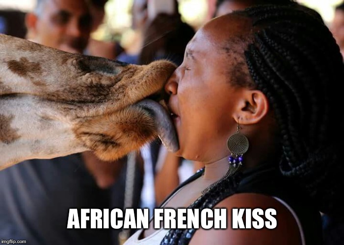 African French kiss | AFRICAN FRENCH KISS | image tagged in african,french,kiss,giraffe | made w/ Imgflip meme maker