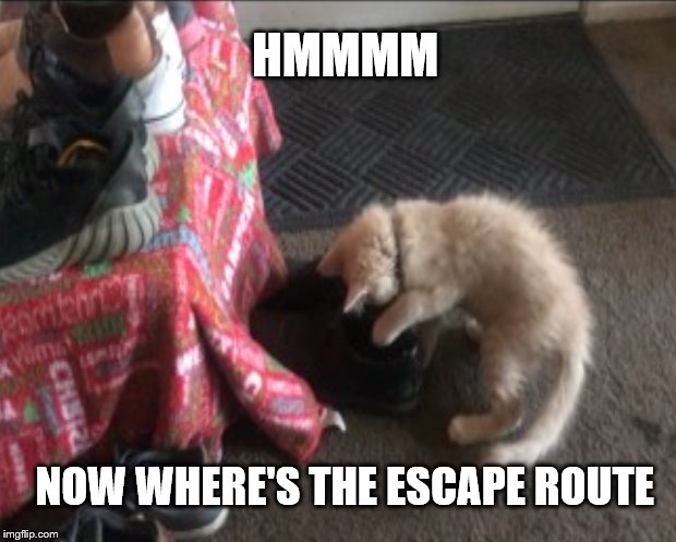 HMMMM; NOW WHERE'S THE ESCAPE ROUTE | image tagged in cats,cute cat,humor,funny,funny memes | made w/ Imgflip meme maker