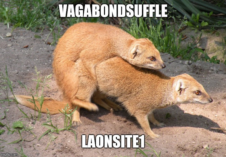 mongoose mating | VAGABONDSUFFLE LAONSITE1 | image tagged in mongoose mating | made w/ Imgflip meme maker