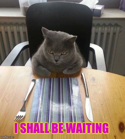 hungry cat | I SHALL BE WAITING | image tagged in hungry cat | made w/ Imgflip meme maker