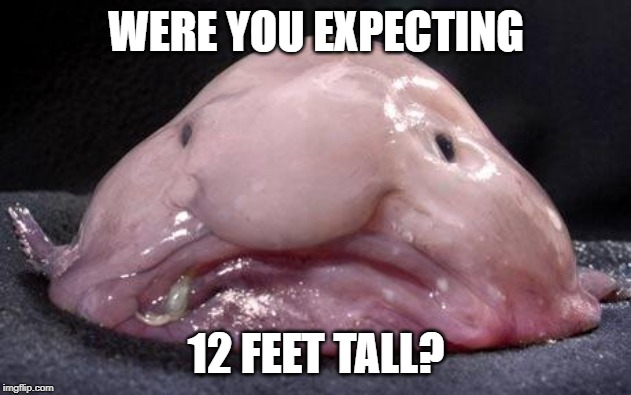 Blobfish | WERE YOU EXPECTING 12 FEET TALL? | image tagged in blobfish | made w/ Imgflip meme maker