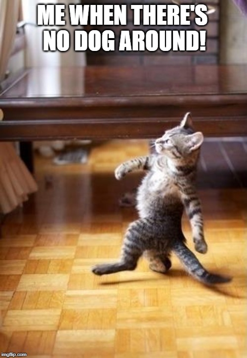 Cool Cat Stroll | ME WHEN THERE'S NO DOG AROUND! | image tagged in memes,cool cat stroll | made w/ Imgflip meme maker
