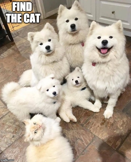 say hello to our special guest | FIND THE CAT | image tagged in dogs,cat | made w/ Imgflip meme maker