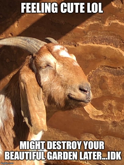 FEELING CUTE LOL; MIGHT DESTROY YOUR BEAUTIFUL GARDEN LATER...IDK | image tagged in goats,goat memes,feeling cute | made w/ Imgflip meme maker