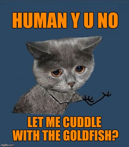I can haz fish | HUMAN Y U NO; LET ME CUDDLE WITH THE GOLDFISH? | image tagged in y u no sad cat,goldfish,i can has cheezburger cat,cats,44colt | made w/ Imgflip meme maker