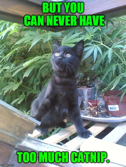 BUT YOU CAN NEVER HAVE TOO MUCH CATNIP. | made w/ Imgflip meme maker