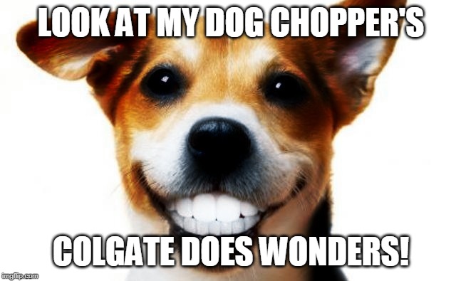Say Cheese | LOOK AT MY DOG CHOPPER'S; COLGATE DOES WONDERS! | image tagged in funny memes,funny dogs | made w/ Imgflip meme maker