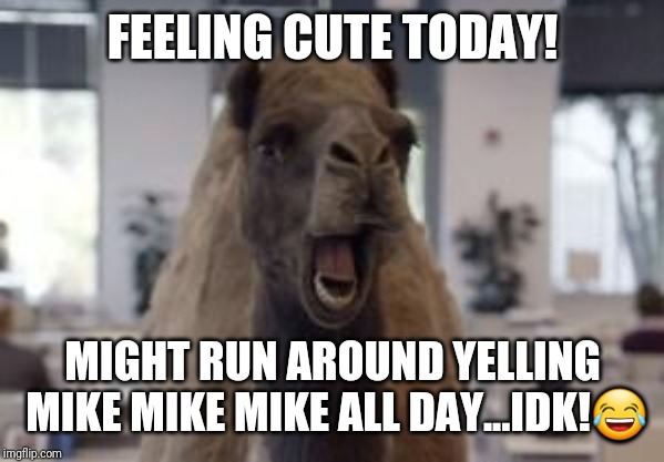 Hump Day Camel | FEELING CUTE TODAY! MIGHT RUN AROUND YELLING MIKE MIKE MIKE ALL DAY...IDK!😂 | image tagged in hump day camel | made w/ Imgflip meme maker