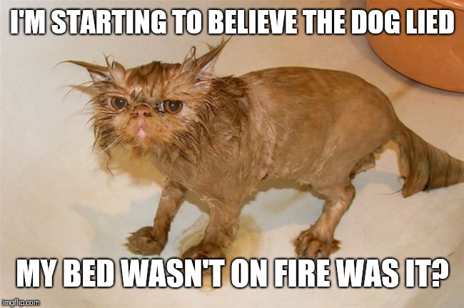 NOT FUNNY | I'M STARTING TO BELIEVE THE DOG LIED; MY BED WASN'T ON FIRE WAS IT? | image tagged in not funny | made w/ Imgflip meme maker