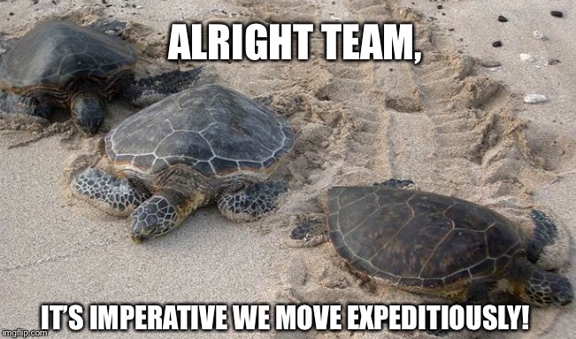 ALRIGHT TEAM, IT’S IMPERATIVE WE MOVE EXPEDITIOUSLY! | image tagged in animals,turtles,funny,funny memes,wednesday,humor | made w/ Imgflip meme maker