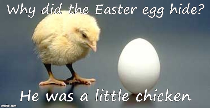 Chicken and Egg | Why did the Easter egg hide? He was a little chicken | image tagged in chicken and egg | made w/ Imgflip meme maker