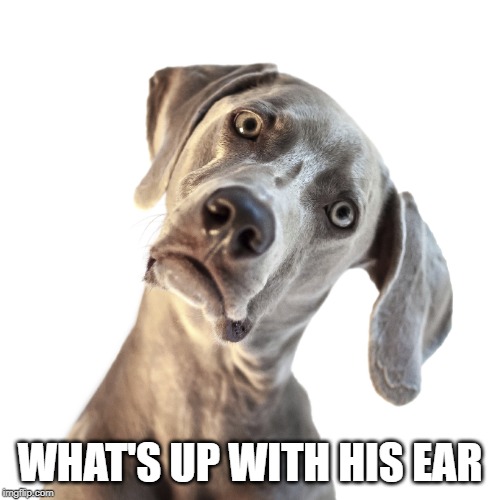 confused dog | WHAT'S UP WITH HIS EAR | image tagged in confused dog | made w/ Imgflip meme maker